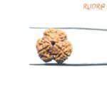 3-Mukhi-Rudraksha-Nepal-3-मुखी-रुद्राक्ष-नेपाल-17.80Mm-Fp-C.jpg